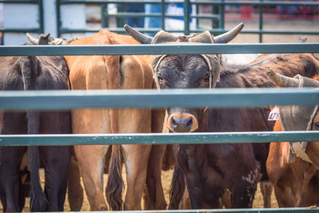 Williams Lake, British Columbia/Canada - July 2, 2017:  calves are held in a pen near the arena, for the calf roping competition at the 90th Williams Lake Stampedeのeditorial素材