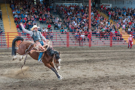 Williams Lake, British Columbia/Canada - July 1, 2016: man rides bucking horse during the saddle bronc competition at the 90th Williams Lake Stampede, one of the largest stampedes in North Americaのeditorial素材