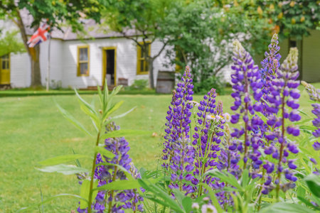 Keremeos, British Columbia/Canada - June 3, 2017: lupins bloom in the gardens with the museum in the background at The Grist Mill and Gardens Keremeos. This important heritage site dates to 1877.のeditorial素材