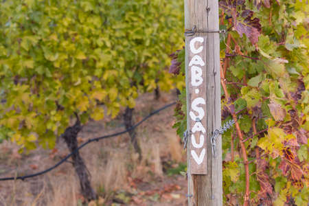 Sign-post in vineyard painted with Cab-Sauv marking cabernet sauvignon grapevines in autumnの写真素材