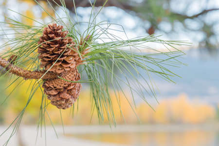 Close-up of ponderosa pine cones and needles on branch with lake, mountains, and yellow autumn...