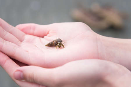 Close-up of small hermit crab held in child's handsの写真素材