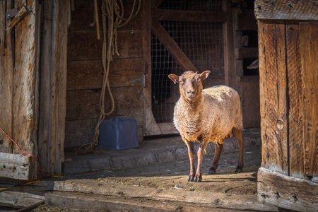 Vernon, British Columbia/Canada - June 2, 2018: ewe stares out from the entrance of one of the barns at O'Keefe Ranch, an important historic siteのeditorial素材