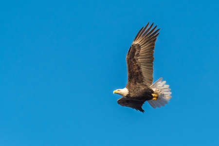 Flying bald eagle with blue sky background