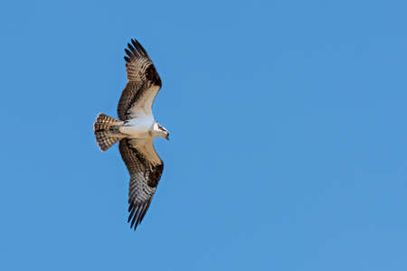 Hunting osprey in flight with wings outstretched against blue sky background