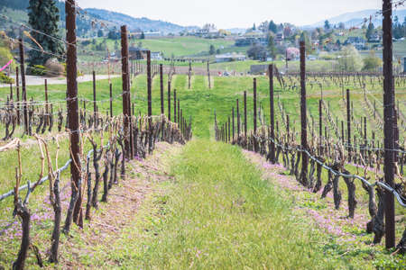 Close-up of row of grapevines, green grass and purple wildflowers with view of vineyard and mountains in Aprilの写真素材