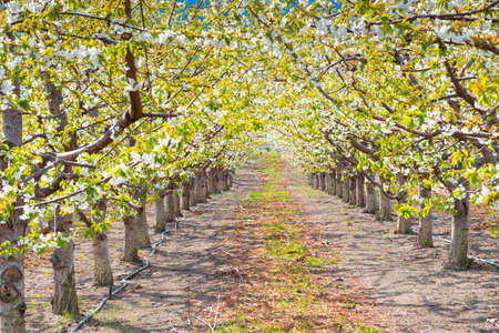 Close-up of rows of blossoming cherry trees in orchard in springtimeの写真素材