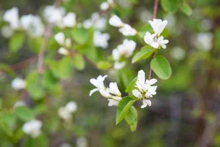Close-up of branch, leaves, and flowers on saskatoon berry bush in forest in springtime