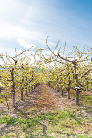 View of flowering cherry trees in Okanagan Valley orchard, with sunshine and blue sky