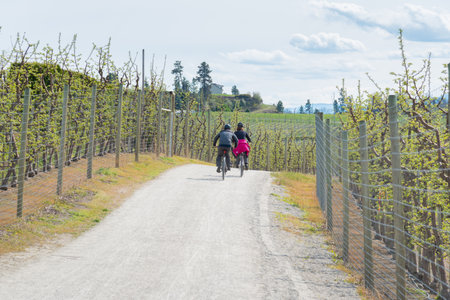 Penticton, British Columbia/Canada - April 24, 2020:  people ride their bikes along the Kettle Valley Rail Trail through an orchard in springtime. The trail is a popular hiking and biking location.のeditorial素材