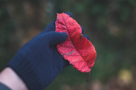 Woman's hand in knit blue glove holding red autumn leaf with copy spaceの写真素材