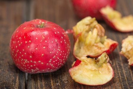 ripe hawthorns on the wooden boardの写真素材