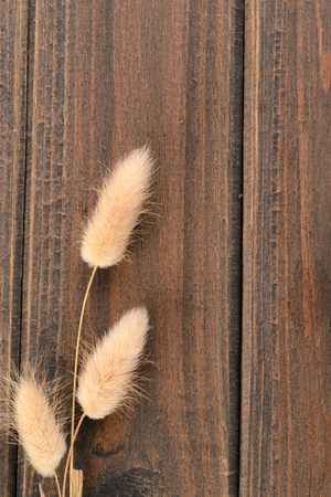 dry spike grss on the wooden boardの写真素材
