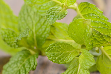 fresh mint on the wooden board