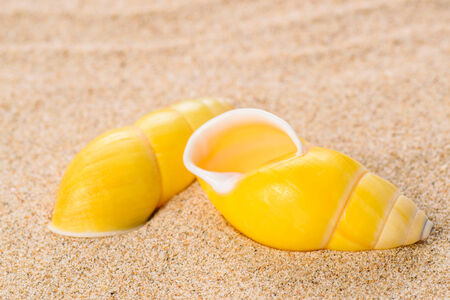 shell on the sandの写真素材