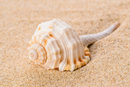 shell on the sandの写真素材
