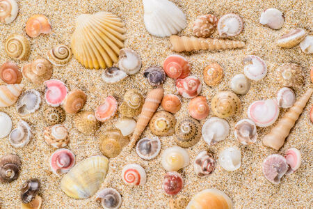 shell on the sandの写真素材