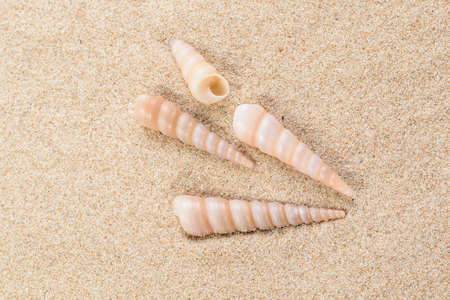 shell on the sand