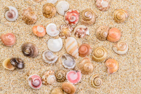 shell on the sandの写真素材