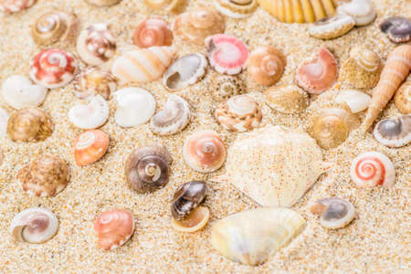 shell on the sandの写真素材