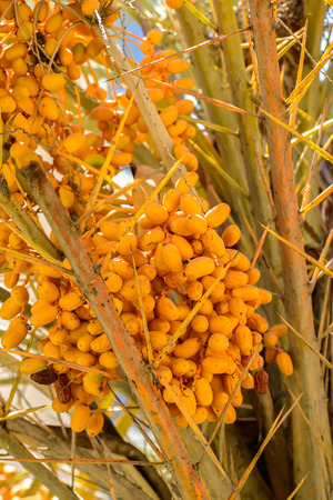 the Phoenix sylvestris trees full of yellow fruit.