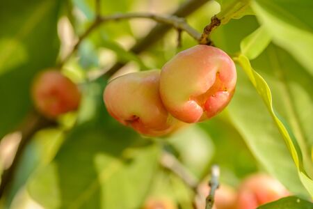 wax apple on the treeの写真素材