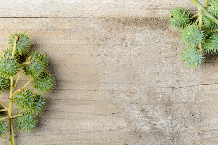 fruit of castor plantの写真素材