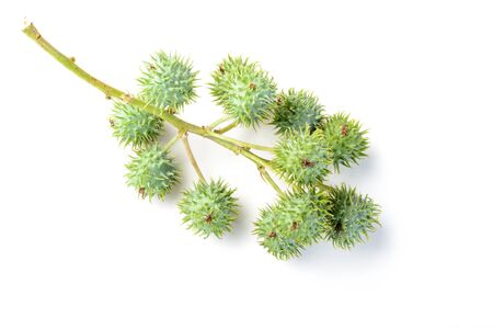 castor fruitの写真素材