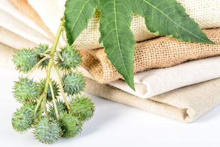 castor plant and linenの写真素材