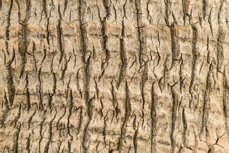 Bark texture background