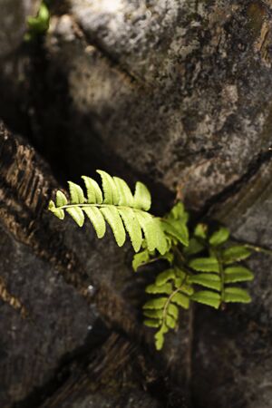 green plant grow in the cracks, vitality of plant, hopeの写真素材