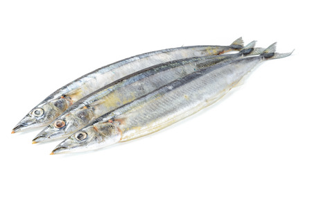 saury fish on whiteの写真素材