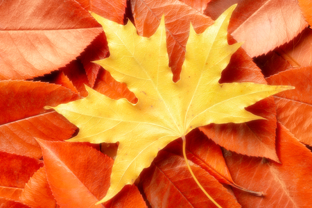 beautiful autumn leafs, top view