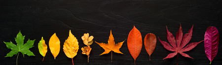 colorful leaves on the black wooden board, top view