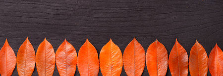 red leaves on the black wooden board, top viewの写真素材