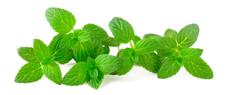 fresh peppermint isolated on white
