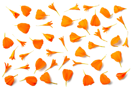 fresh orange marigold petals isolated on whiteの写真素材