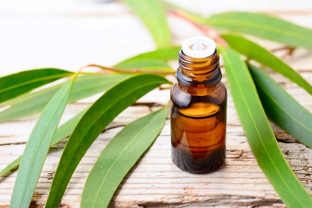 Eucalyptus essential oil and fresh leaves on the wooden boardの写真素材