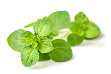 fresh oregano isolated on whiteの写真素材