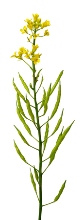 fresh canola flowers with pods isolated on whiteの写真素材