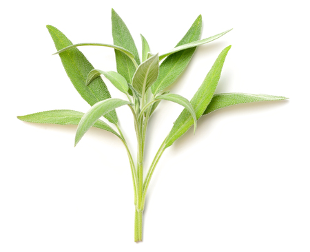 fresh salvia isolated on white, fresh herbの写真素材