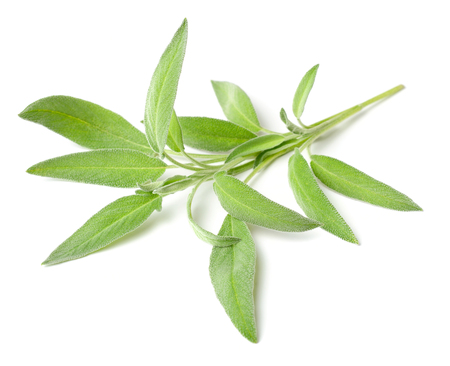 fresh herb, fresh sage isolated on whiteの写真素材