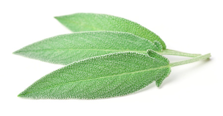 fresh sage leaves isolated on whiteの写真素材