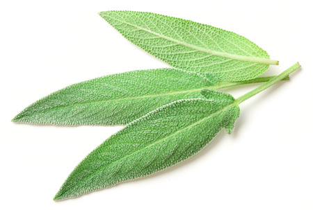fresh sage leaves isolated on whiteの写真素材