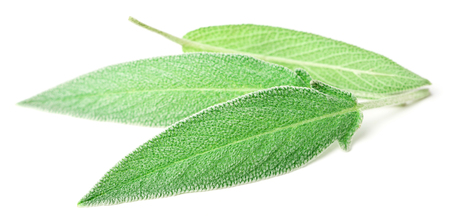 fresh sage leaves isolated on whiteの写真素材