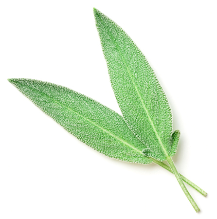 fresh sage leaves isolated on whiteの写真素材