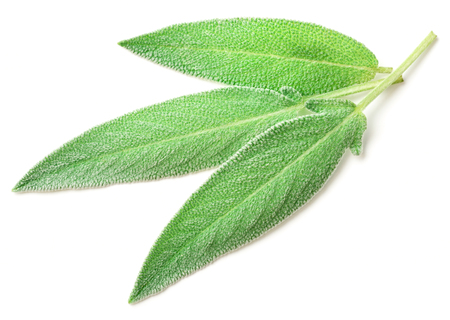 fresh sage leaves isolated on whiteの写真素材