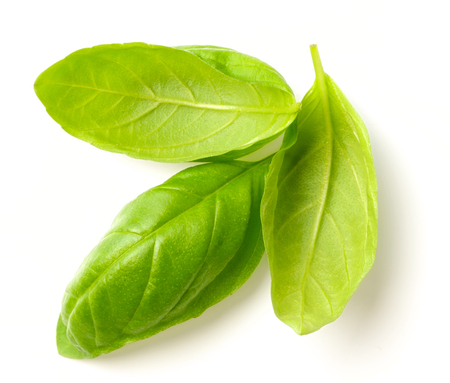 fresh basil leaves isolated on whiteの写真素材