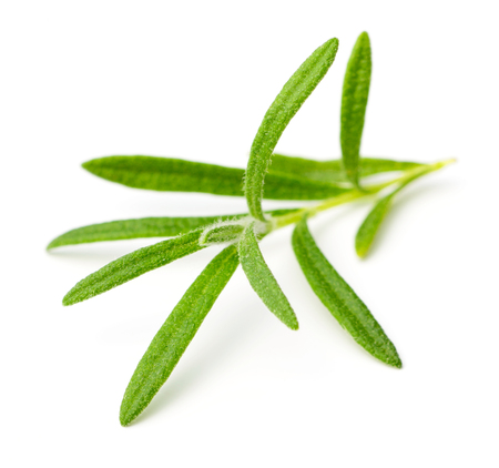 fresh rosemary isolated on whiteの写真素材