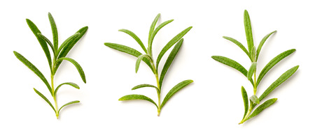 fresh rosemary isolated on white, top viewの写真素材